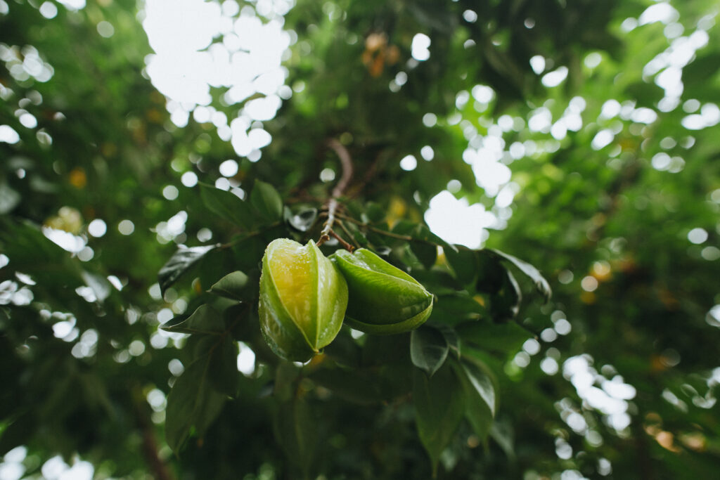 Star fruit tree almost ready for fermentation