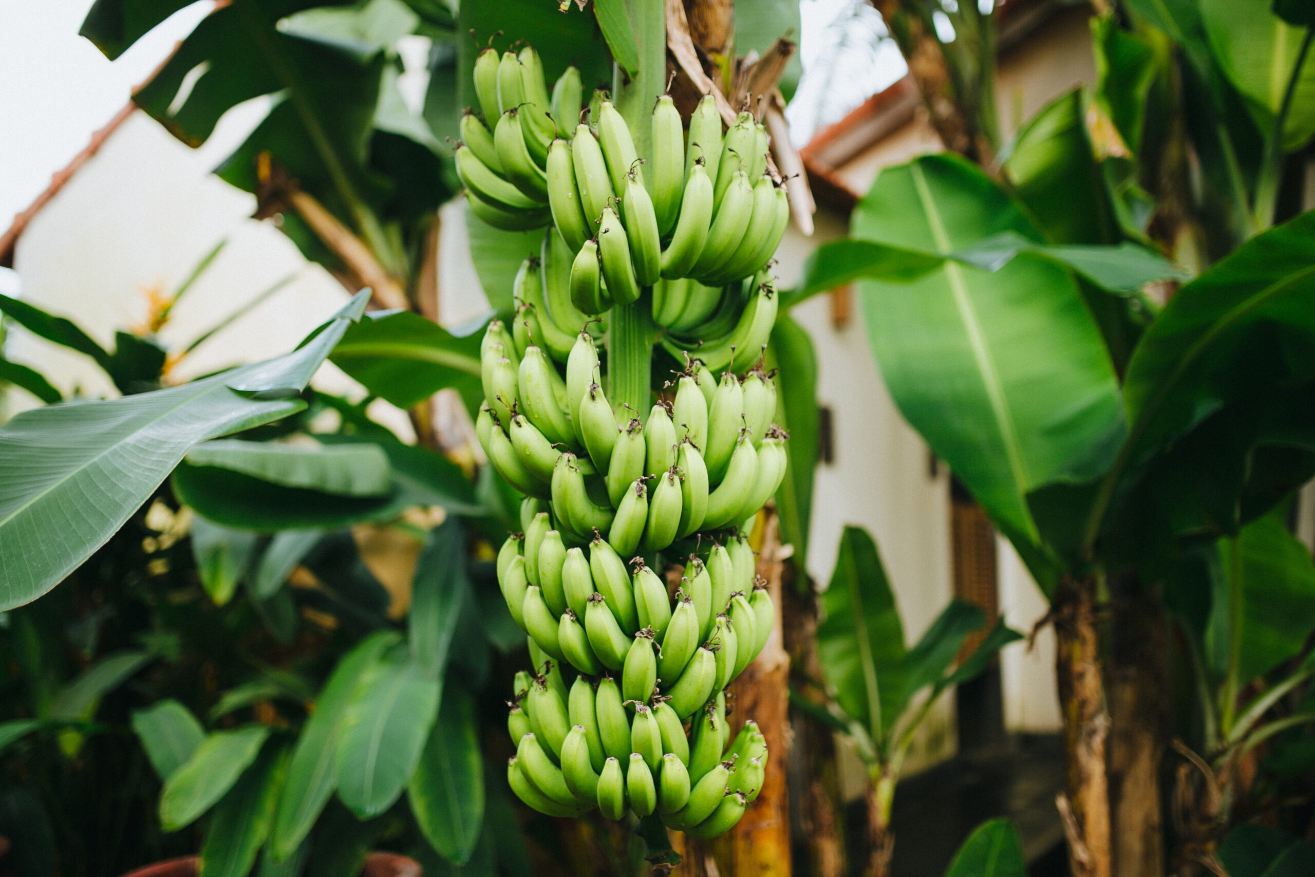 a bunch of bananas for the winery