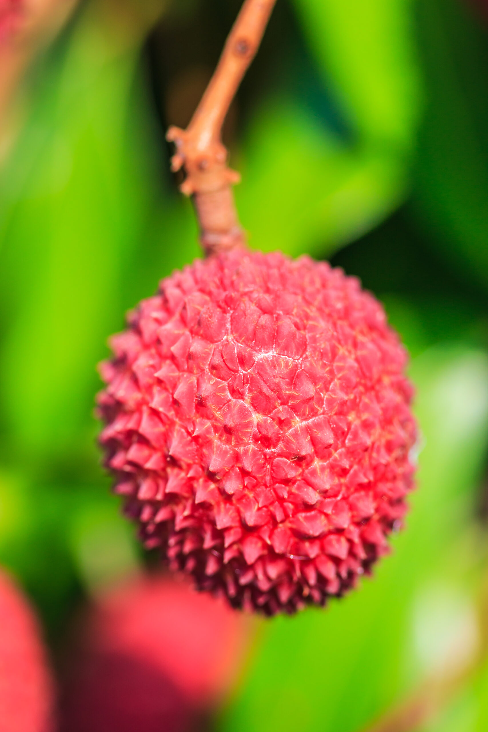 a ripe lychee almost ready for fermenting